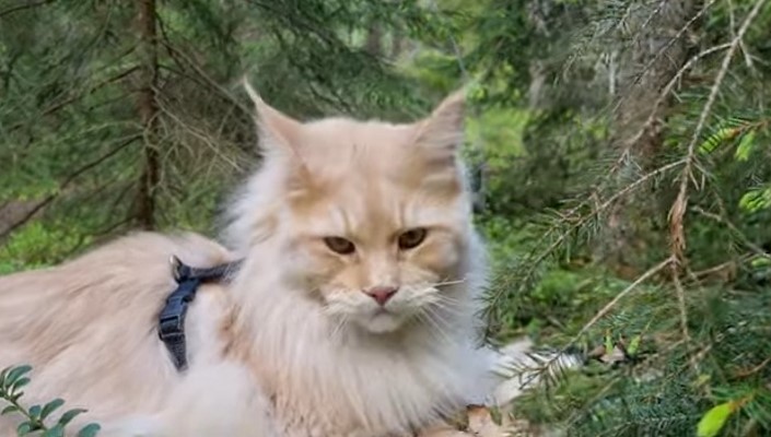 Maine Coon, mačka u šumi